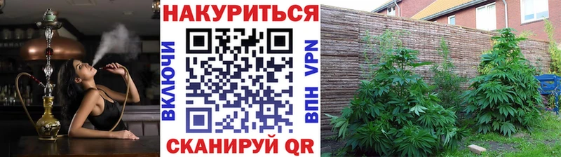 Конопля White Widow  Купить  Зима 